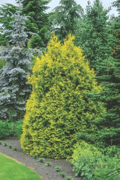 Туя східна Голден Мінарет| Thuja orientalis Golden Minaret | Туя восточная Голден Минарет